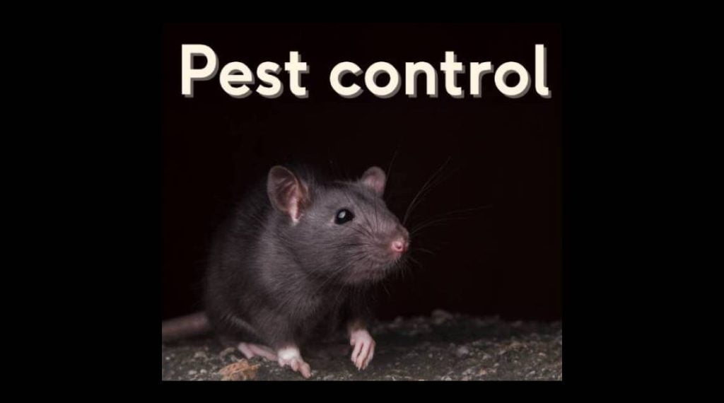 Pest control web
