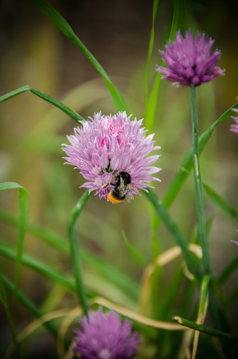 New Wildflower Information Board