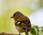 Bird Spotting Walk - Gunnersbury Park